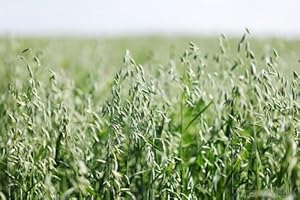 400 Heirloom Buck Forage Oats Seeds for Deer, Duck, and Turkey Food...