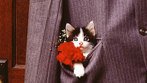 Preisvergleich Produktbild NoNo Castle Puzzle Landscape Kitten Gesicht Taschenjacke DIY Verbessert Die Intelligenz