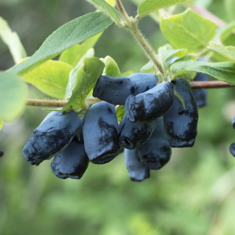 Amazon.com : Blue Haskap Berry Plants, Honeyberry Fruit Plant Live, Honeysuckle  Plant, 4-6 Inches for Planting Outdoor Garden : Patio, Lawn & Garden