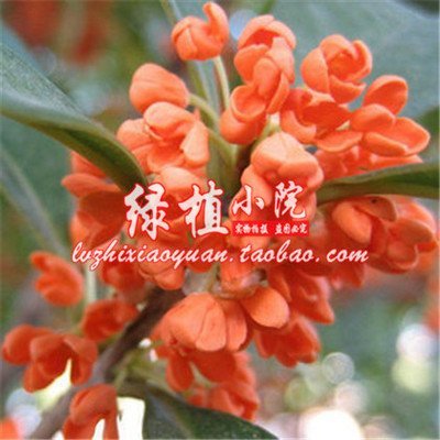 6 : Osmanthus Flower Seeds Seedlings Potted Plant Seeds Osmanthus Cinnabar GUI Fragrans 10 Seeds
