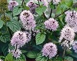 Portal Cool Las semillas del paquete: Mentha Aquatica (Agua Menta) Marginal semillas raíz desnuda / esquejes enraizados
