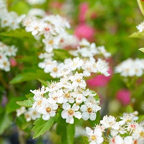 Amazon ルビーサンザシポット苗 庭木 低木 植木