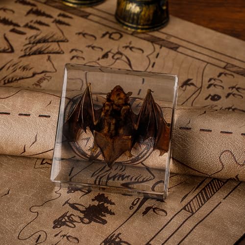 Taxidermy Bat Specimen in Resin – Real Preserved Animal Specimen, Oddities Collectible & Gothic Decor for Science Classroom, Unique Halloween, Christmas & Birthday Gift (3 x 3 x 1 Inches)