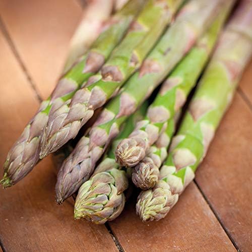Thompson & Hardy Perennial Asparagus ‘Guelph Millennium’ Crowns