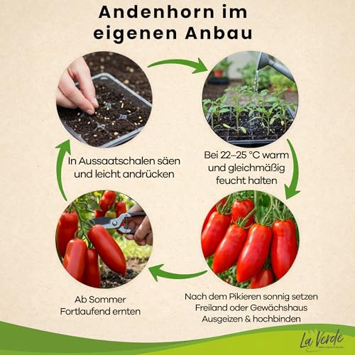 La Verde MEIN GARTEN UND ICH. Andenhorn Tomatensamen für ca. 10 Pflanzen, aromatische Fleischtomate, Saatgut ohne Gentechnik