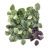 Ikea Fejka 203.495 - Planta Artificial de Pared para Interiores y Exteriores, Color Lila