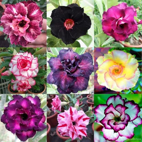 CHUXAY GARDEN Rare Mix Desert Rose Seed 50 Seeds Fresh Adenium Obesum Flowering Plant Great Desktop Bonsai Exotic Charm Adding a Decorative Appeal -  color green