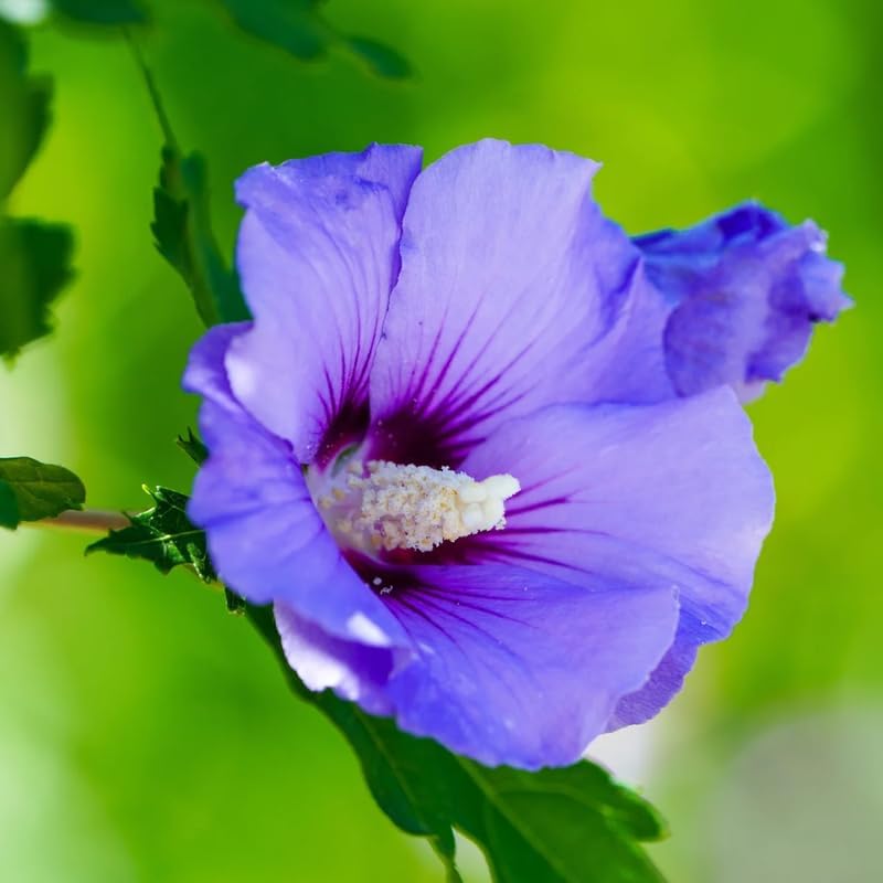 Althea Rose of Sharon Bush Live Plant 6 to 13 Inch, Hibiscus Plant Live, in Pot, Hibiscus Syriacus Flowers to Grow (Purple)