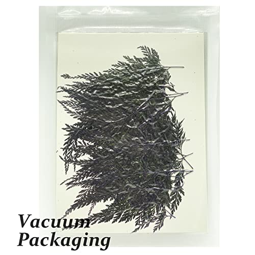 Hojas de helecho prensadas naturales para manualidades 42 pcs miniatura 3