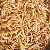Best Bait Live Medium Mealworms for Fishing Bait & Pet Feeding - High Protein, Nutrient-Dense Larvae for Birds, Reptiles & Fish - Ideal for All Life Stages - Fresh- 1000 Count Mealworms