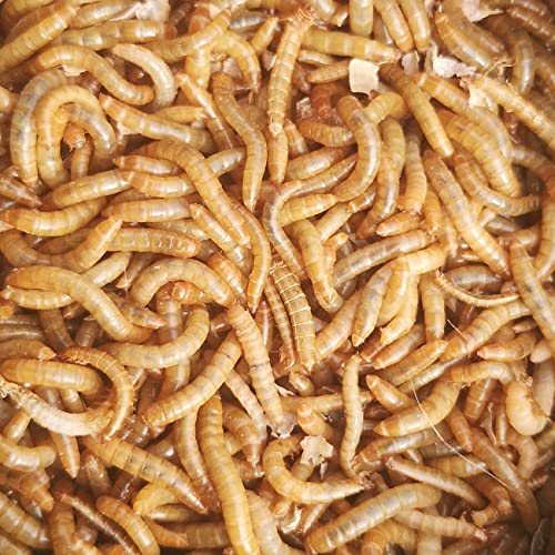 Best Bait Live Medium Mealworms for Fishing Bait & Pet Feeding - High Protein