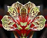 Alstroemeria psittacina | Peruvian Lily | Parrot Flower | 10_Seeds