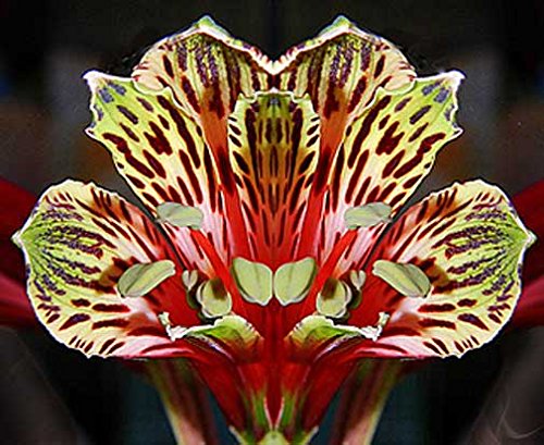 Alstroemeria psittacina | Peruvian Lily | Parrot Flower | 10_Seeds Alstroemeria psittacina | Peruvian Lily | Parrot Flower | 10_Seeds