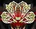 Alstroemeria psittacina | Peruvian Lily | Parrot Flower | 10_Seeds