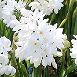 Ziva Paperwhite Flower Bulbs - 5 Bulbs - Large 15/+ cm Size - Paperwhite Narcissi