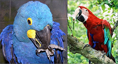 Image of The AVIATOR Pet Bird Harness and Leash: XX-Large Red