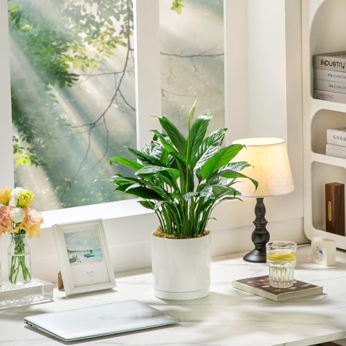 vancasso Ceramic Plant Pots, 3 Piece Planters for Indoor Plants, 4.25+5.25+6.25 Inch Flower Pots with Drainage, Plant Pots Indoor for Succulent, Pothos, Snake Plant and Money Tree, Etc (White) by vancasso - Used condition - Image 6