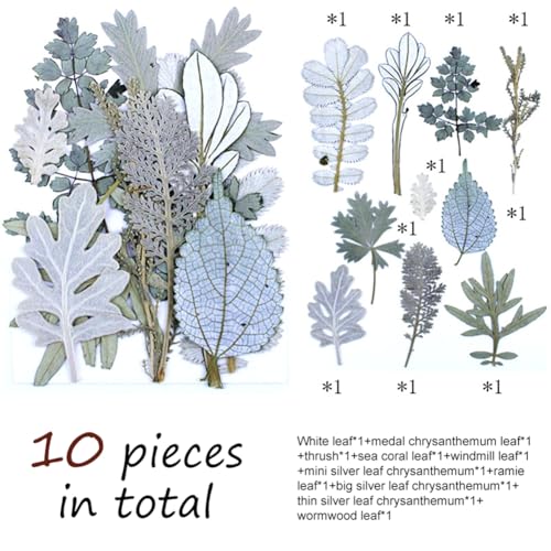 Kit de Hojas y Flores Secas para Arte Manual miniatura 2