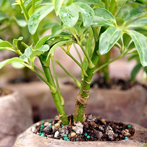Brussel's Live Hawaiian Umbrella Indoor Bonsai Tree in Rock Pot (2 Pack) - 5 Years Old; 5" to 8" Tall - Thumbnail 3