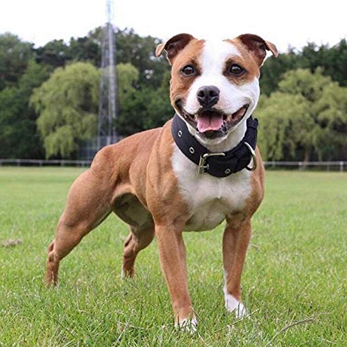 Heavy Duty Tactical Dog Collar - 1.5" Width Military Durable Thick Nylon With Adjustable Metal D Ring & Buckle Working Training K9 Collar For Medium Large Dogs (M(17"-20"), Black) #TOP6