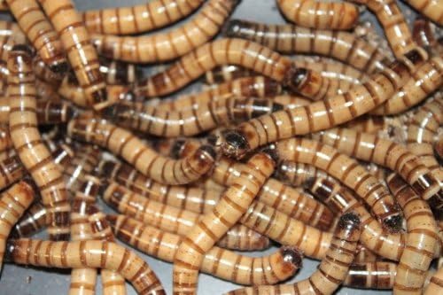 Live Superworms - Kingworms for Feeding Reptiles, Chickens, Fish (3000)