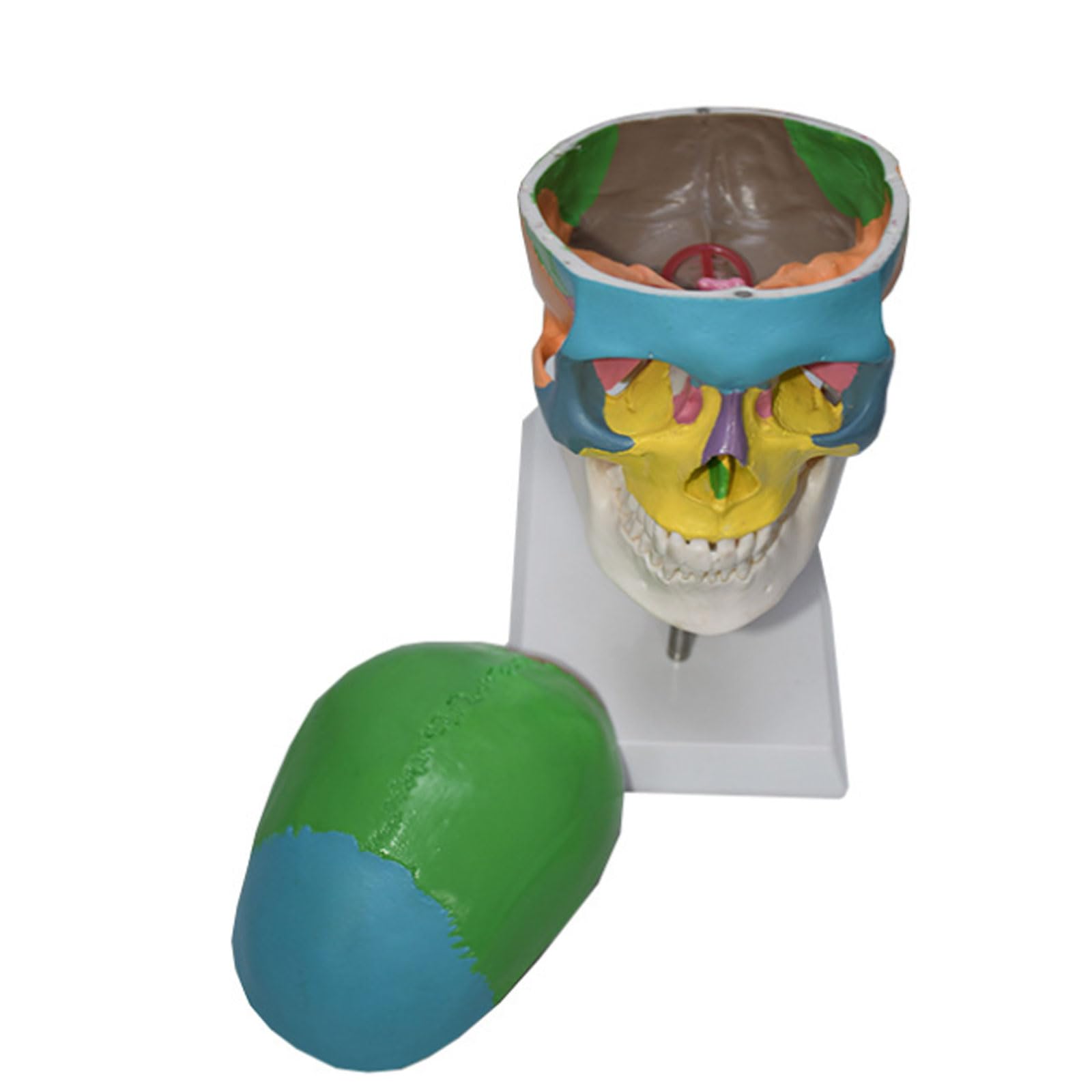 Modelo del Cerebro del Tamaño Natural Modelo Coloreado del Cráneo Vértebra Cervical Esqueleto Humano Modelo Anatómico Regalo Médico Equipo Educativo