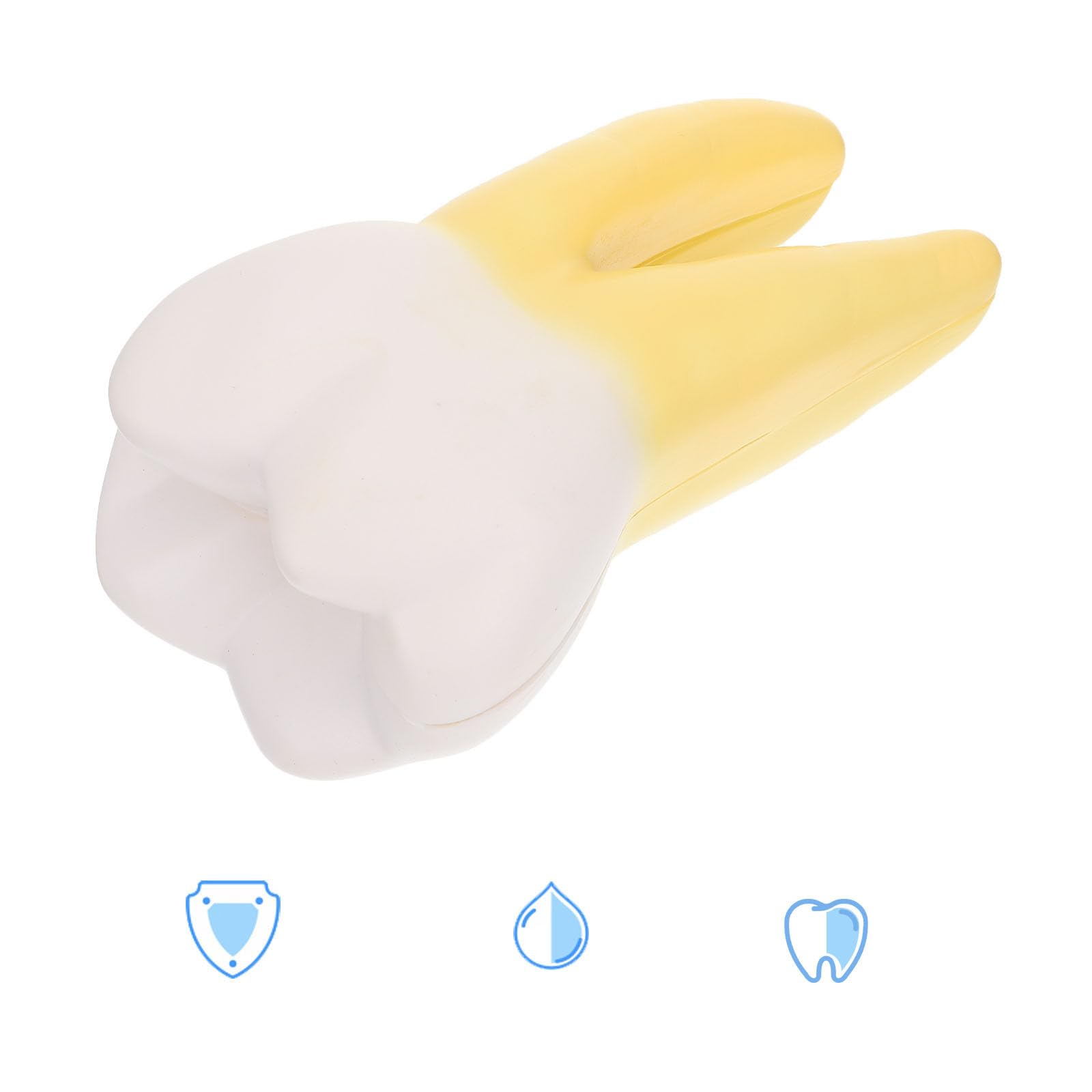 OUNONA Anatomisches für Zahnärztliche Demonstration und Ausbildung Molarenmodell aus Pvc Leichtes Tragbares Modell für Dentalunterricht und Kliniken