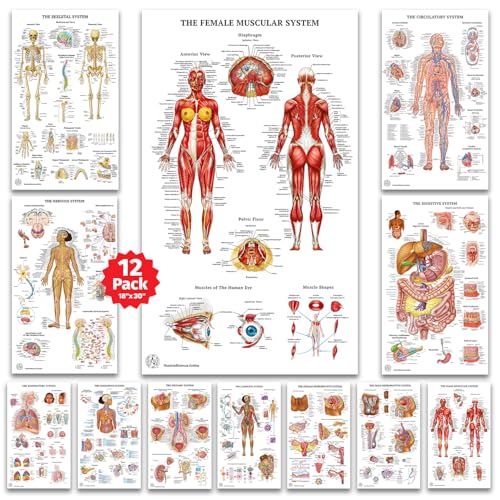 THE ART OF SCIENCE 12 Human Anatomy Posters, Medical, Biology & Health Posters for Classroom & Office - Laminated 18x30