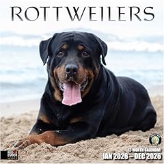 11 Rottweilers