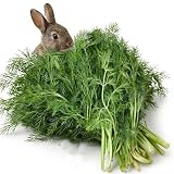 Frischekiste Dill 1 kg