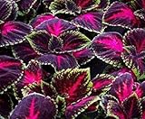 Kong Red Giant Coleus Herbs 20 Seeds Garden Mosquito Repellent Plant Rare Flower : Only Seeds