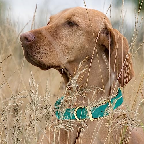 Image of Viper Biothane Heavy Duty Waterproof Dog Collar Strong Coated Nylon Webbing w /Solid Brass Hardware Odor-Proof Easy to Clean High Performance Fits Small Medium or Large Dogs, Blue Aqua