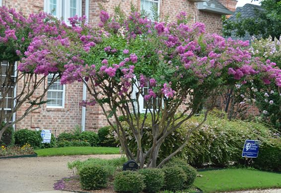 Zuni Crepe Myrtle 5-Pack