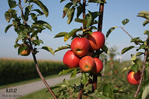 Fresh Pink Lady Apples (Box Of 16 Apples) #TOP2