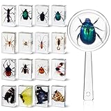 CroBlissful 16 Pcs Insect in Resin Specimen Bugs Collection Paperweights Arachnid Resin Specimen Gift for Christmas Preschool Classroom Science Home Displays Kids