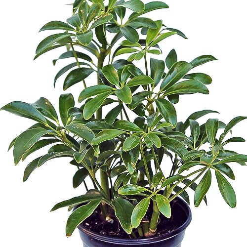 Live Hawaiian Schefflera Arboricola, Hawaiian Dwarf Umbrella Tree, Fully Rooted Indoor Plant, Easy Care Live Houseplant, Birthday Gift, Housewarming Gift in 4" Pot