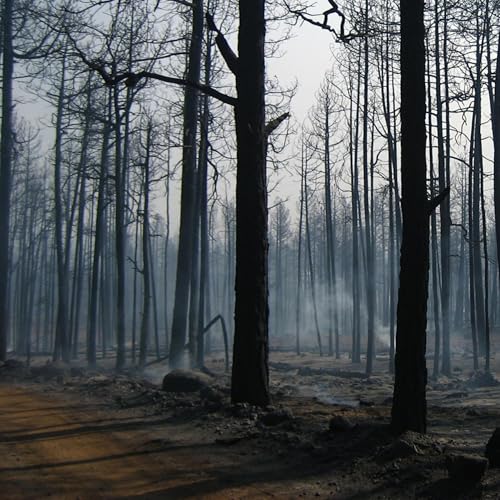 Wildfire Paradox: Why some ecosystems need fire to thrive