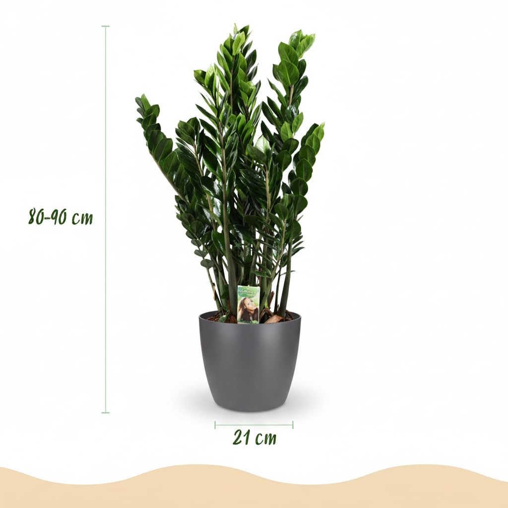 Green boutiQ - Zimmerpflanze - Glücksfeder - Zamioculcas Zamiifolia - Grün - Pflegeleicht - 1 Pflanze - mit Potter Grau - Topf 21cm - Höhe 80-90cm