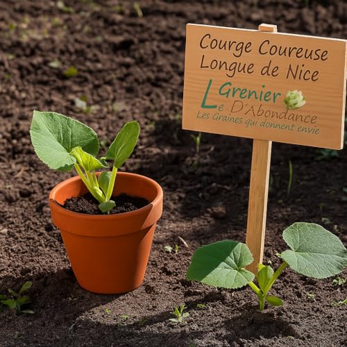 10 graines à semer - Le Grenier d'Abondance - COURGE COUREUSE LONGUE DE NICE - Curcurbita Maxima