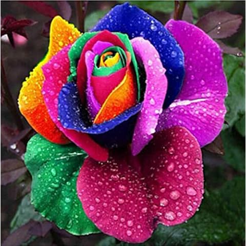300Pcs/Bag Rose Seeds Viable Prolific Rainbow Color Aesthetic Flower Seedlings for Home/Garden/Outdoor/Yard/Farm Planting - Rose Seed Cover