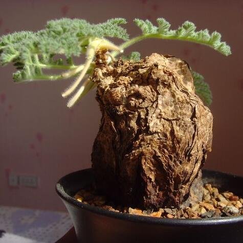 Chinis RARE 5 Seeds Pelargonium Triste Succulent Bonsai Plant DIY Home  Garden : Amazon.de: Garden