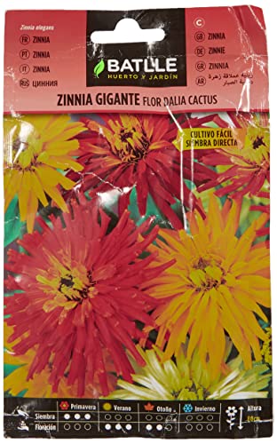 Semillas Batlle Zinnia gigante flor Dalia CACTUS