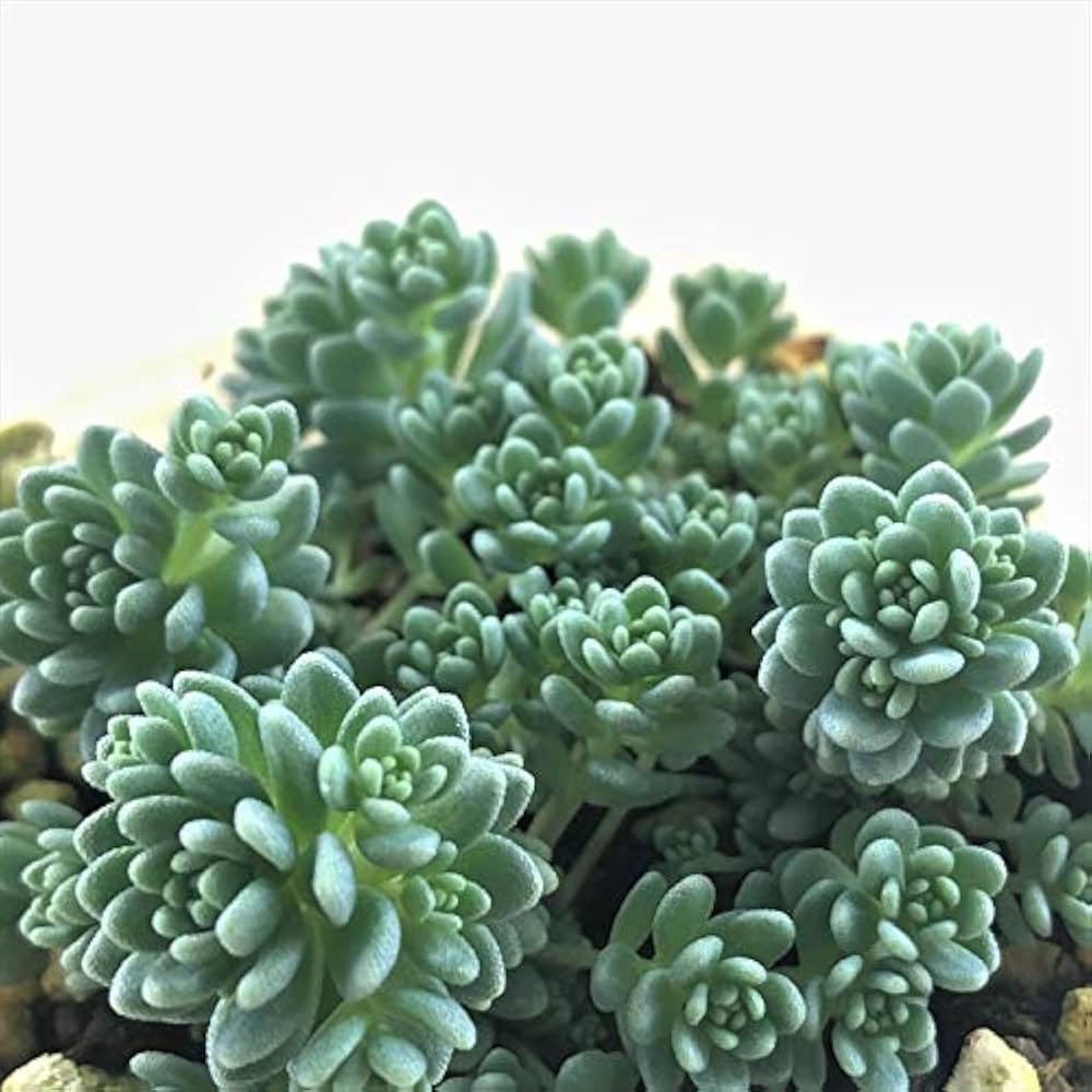 その他多肉植物 mm 楽天市場】多肉植物 sbグラプトセダム ばらまきダルマヒメ