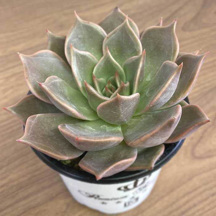 Amazon|多肉植物 エケベリア ビューティーリリー 9cm ポット Amazon|多肉植物 エケベリア ビューティーリリー 9cm ポット