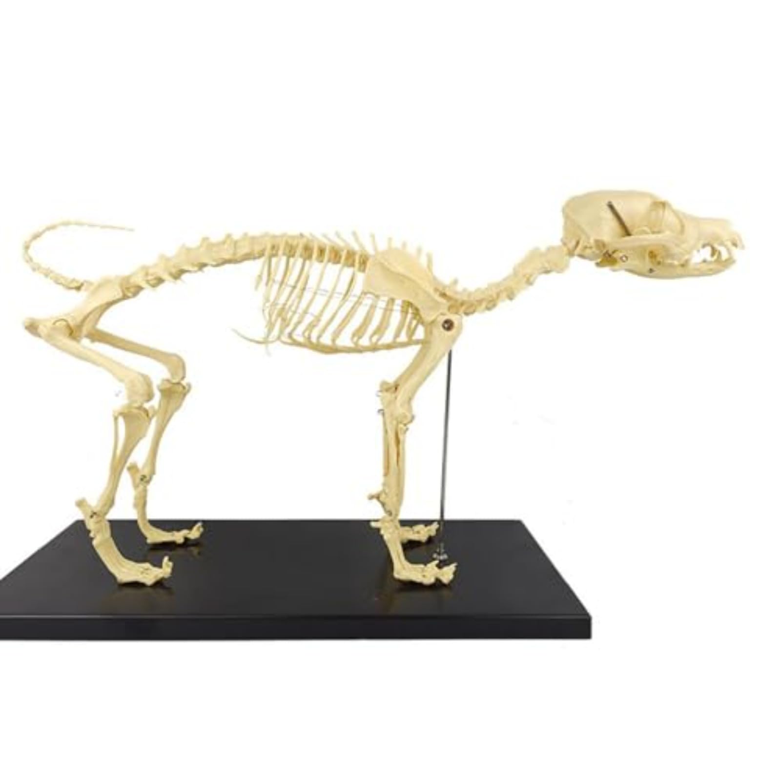 Amazon.co.jp: haoyunjianjiak 犬の骨格標本のモデル動物の解剖学教育