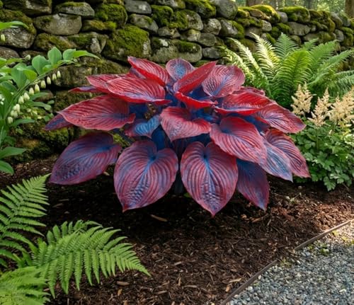Image of Hosta Seeds For Planting (200 SEEDS) Low Maintenance - Grow Indoor /Outdoor Both - Grow Year Round (RED BLUE DUO)
