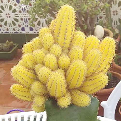 Qauzuy Garden 50 Echinopsis Chamaecereus (Peanut Cactus) Seeds, Exotic Perennial Succulent Cactus Plants Attract Pollinators, Striking Gardens Houseplants #TOP1