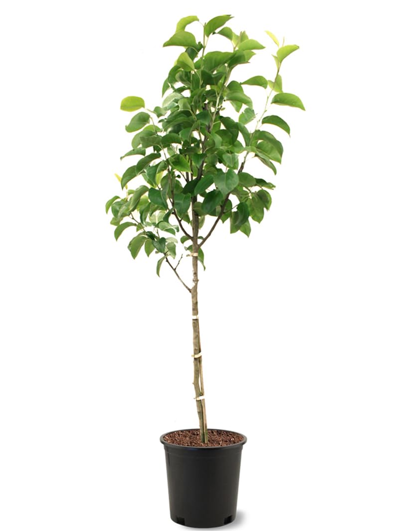 American Plant Exchange Flordahome Pear
