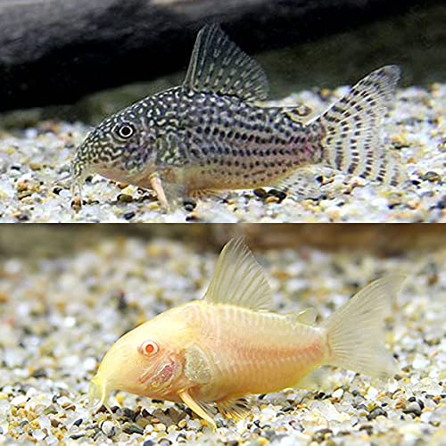 Amazon | (熱帯魚)コリドラス・ステルバイ(1匹)+コリドラス Amazon | (熱帯魚)コリドラス・ステルバイ(1匹)+コリドラス