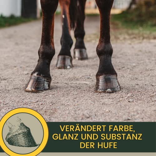 Foto von EMMA Huföl Pferde mit Pinsel 480 ml Huffett Pferde I Hufbalsam für Pony mit Wallnussöl I Huföl Pferd - Hufpflege für Pferde gegen trockene Hufe Strahlfäule Pferd Mittel I Hufgel Öl Gel Strahlmittel